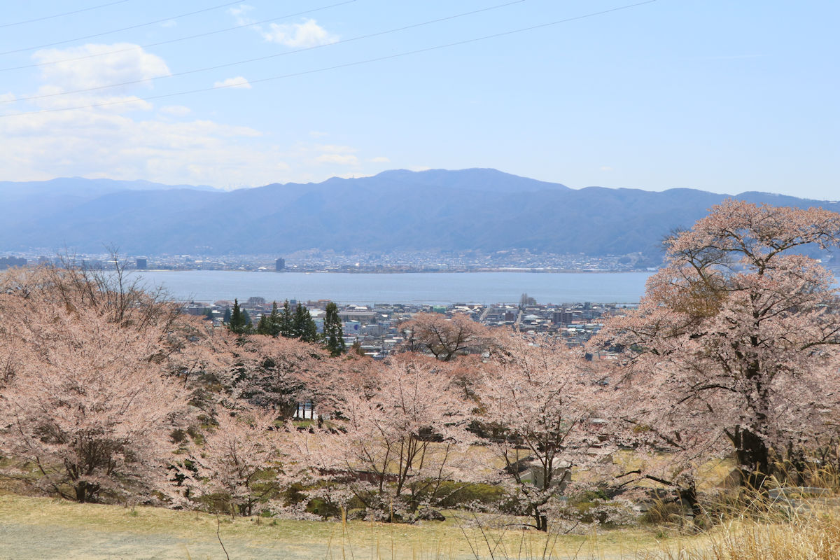 桜と諏訪湖