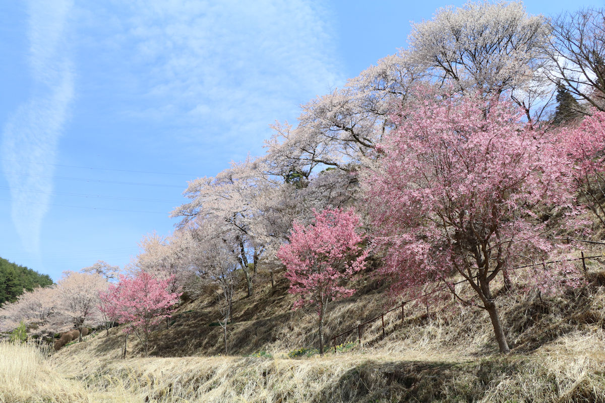 水月公園の桜